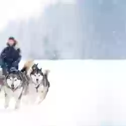 dog-sledging-northern-norway-102240317-norwegian-adventure-company.jpg – Norwegian Adventure Company