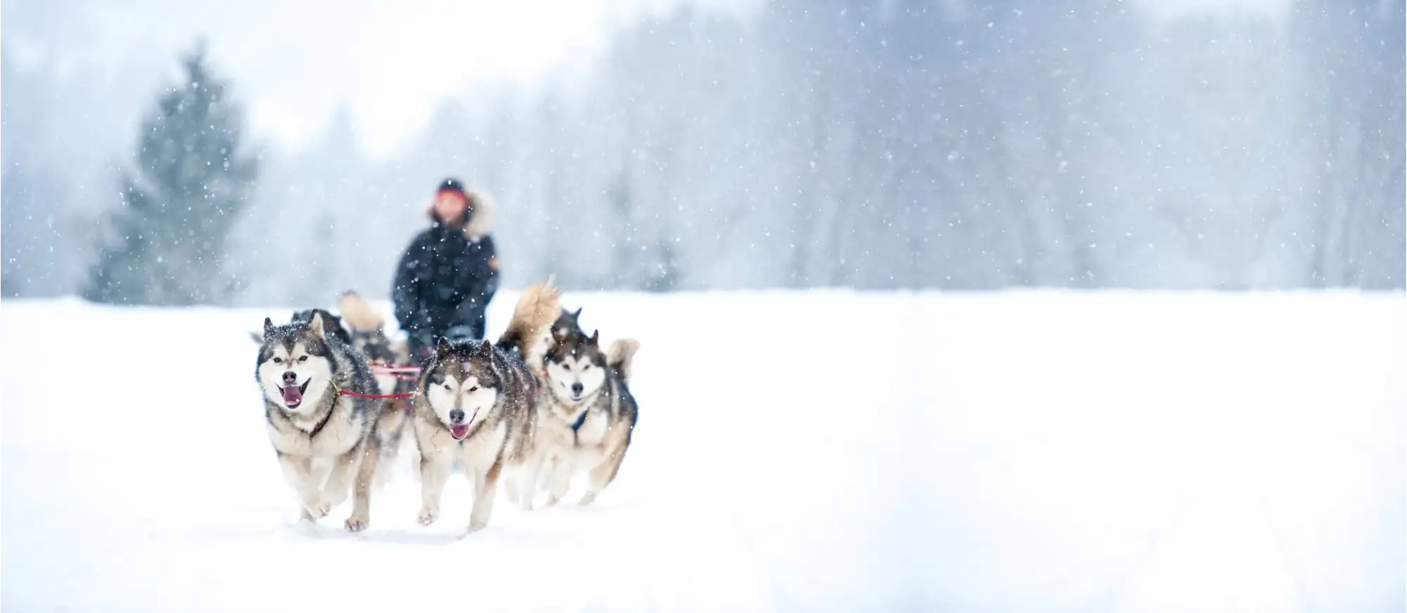 dog-sledging-northern-norway-102240317-norwegian-adventure-company.jpg – Norwegian Adventure Company