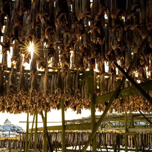 Arctic-Adventure-Cuisine-Norway-Arctic-Haute-Route-Norwegian-Adventure-Company-01.jpg – Norwegian Adventure Company