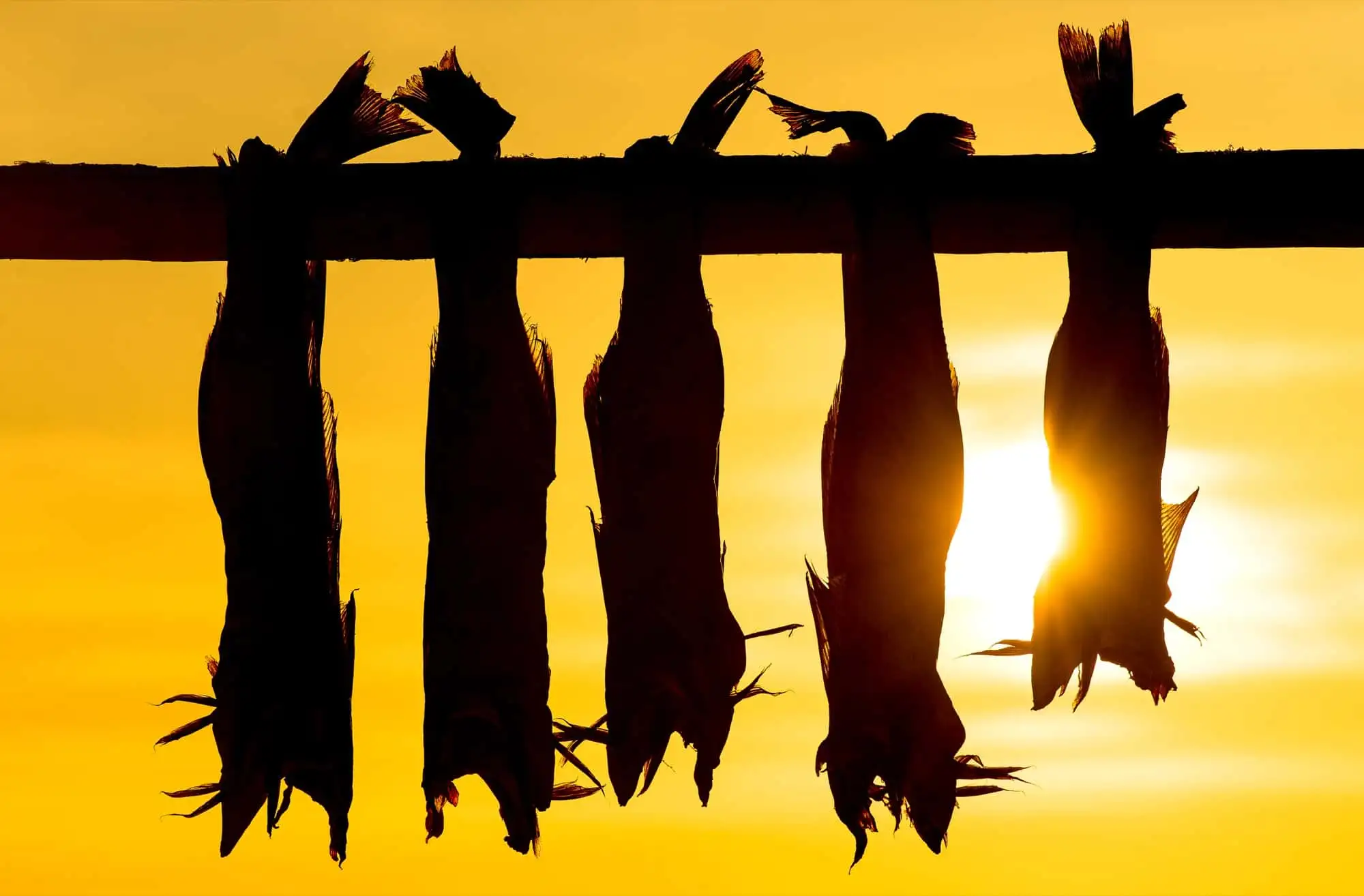 Arctic-Adventure-Cuisine-Norway-Arctic-Haute-Route-Norwegian-Adventure-Company-02.jpg – Norwegian Adventure Company