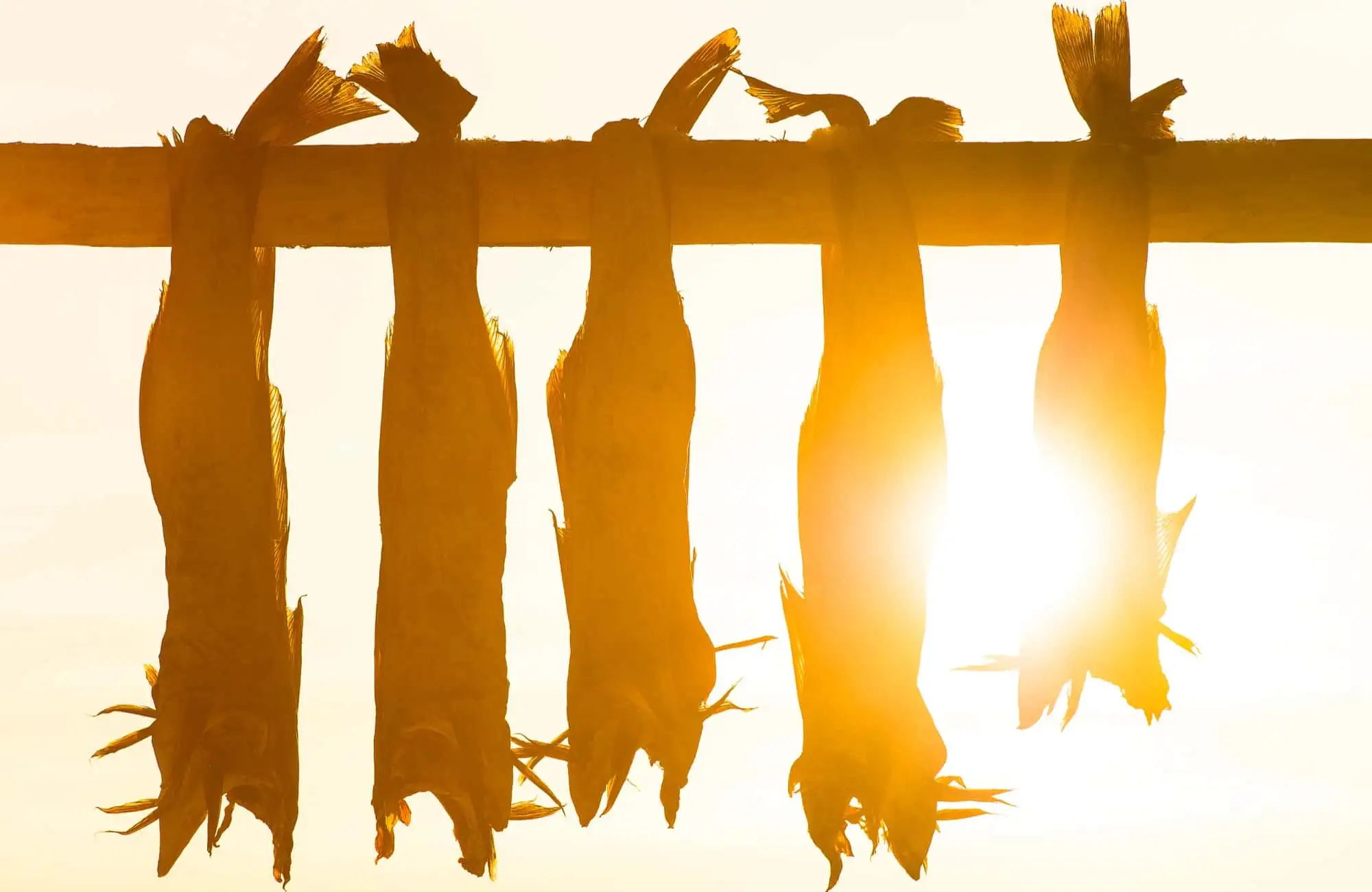 Arctic-Adventure-Cuisine-Norway-Arctic-Haute-Route-Norwegian-Adventure-Company-08.jpg – Norwegian Adventure Company