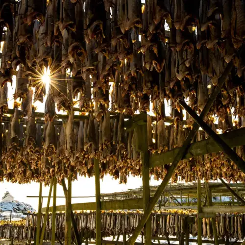 Tørrfisk, fra Værøy, villfanget kveite med trøffeltang fra Lofoten, reinsdyr fra Saltfjellet og kongekrabbe fra Finnmark var noe av det som sto på årets Arctic Haute Route meny. – Norwegian Adventure Company