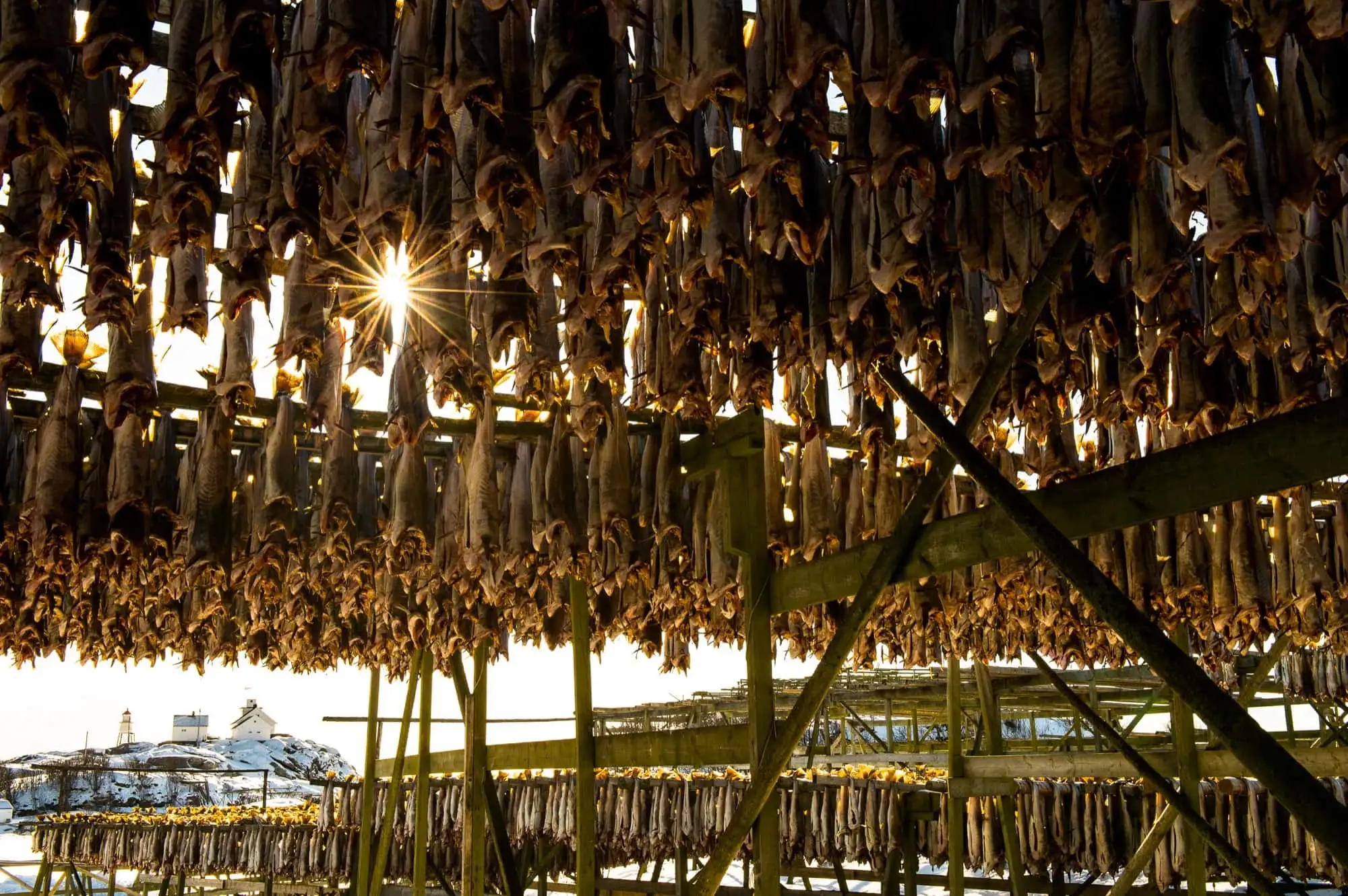 Tørrfisk, fra Værøy, villfanget kveite med trøffeltang fra Lofoten, reinsdyr fra Saltfjellet og kongekrabbe fra Finnmark var noe av det som sto på årets Arctic Haute Route meny. – Norwegian Adventure Company