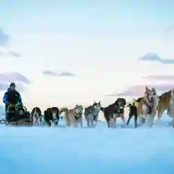 Arctic-dog-sledding-hundekjoring-Gruppetur-Bedriftsarrangement-Tromso-Northern-Norway-Corporate-Event-Norwegian-Adventure-Company-01.jpg – Norwegian Adventure Company