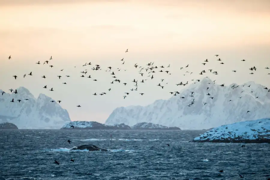 Norwegian Adventure Company