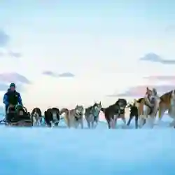 Prøv hundekjøring på Tromsø Villmarkssenter. – Norwegian Adventure Company