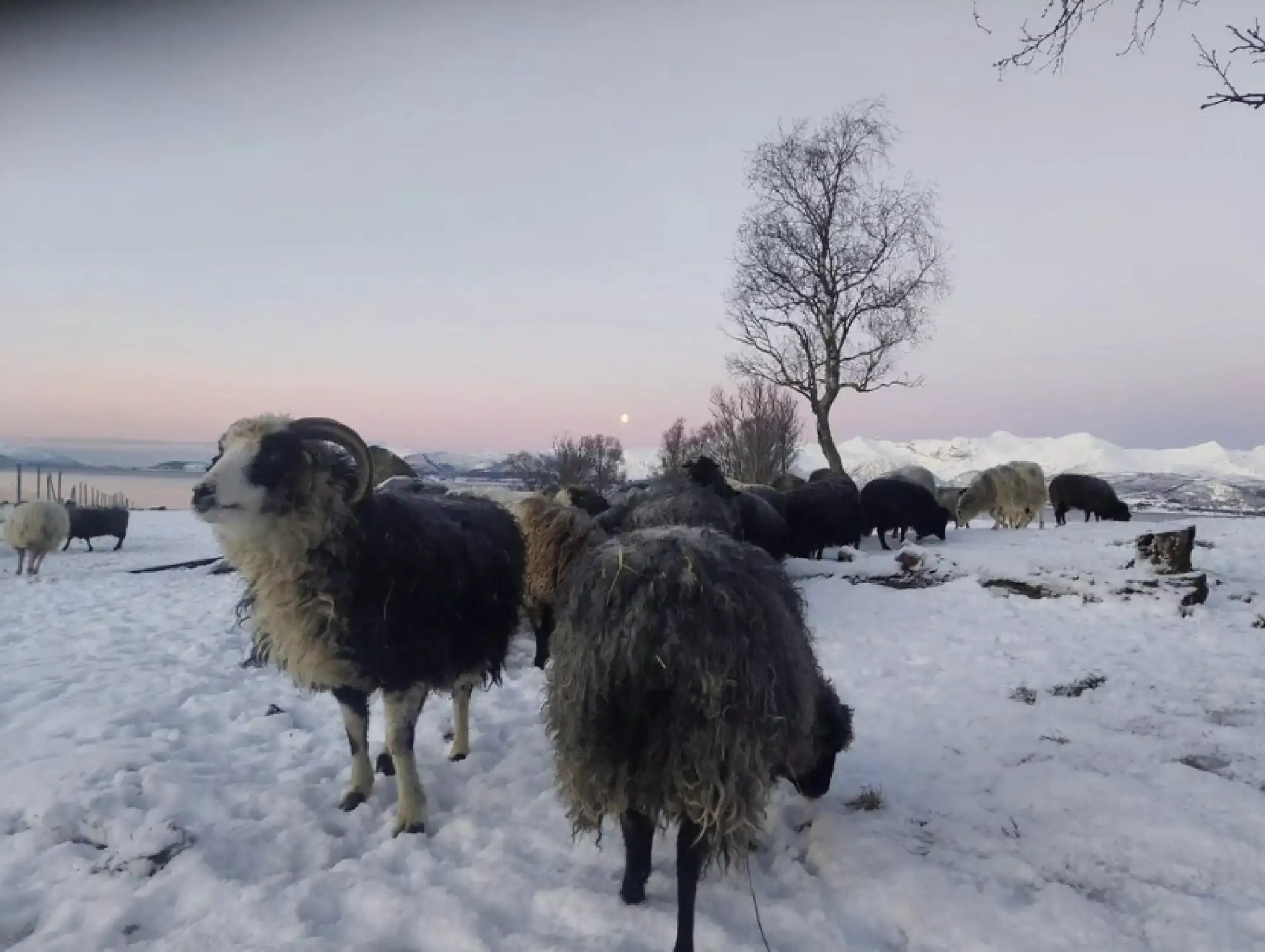 Topptur: Kvitnes Gård og Vesterålen – Norwegian Adventure Company