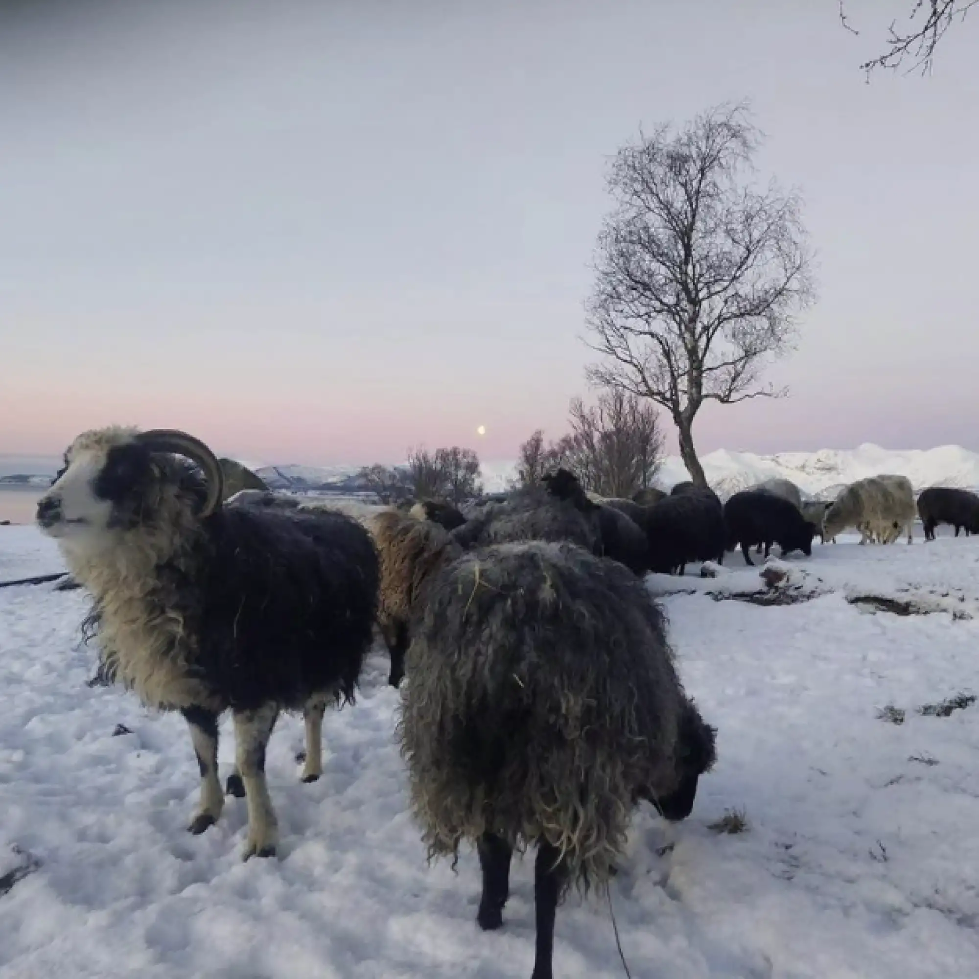 Topptur: Kvitnes Gård og Vesterålen – Norwegian Adventure Company